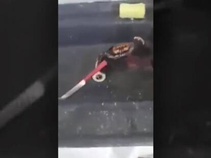 El cangrejo con el cuchillo en un fotograma del vídeo.