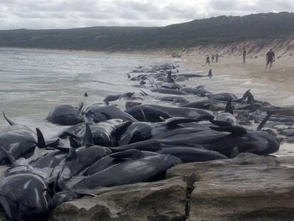Mueren 150 ballenas piloto en otro ‘suicidio’ masivo en Australia