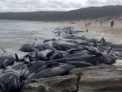 Mueren 150 ballenas piloto en otro ‘suicidio’ masivo en Australia