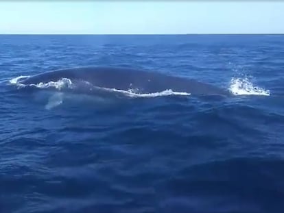 La ballena, grabada desde un barco en Ibiza.