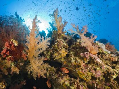 Corales en el mar Rojo (Egipto).