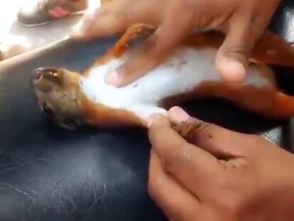 Un hombre reanima a una ardilla tras practicarle un masaje cardíaco con su dedo