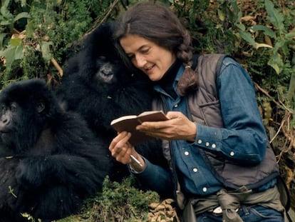 Fossey tomaba notas muy meticulosas sobre la salud, relaciones y actividades de cada gorila. En vídeo, tráiler del documental 'Jane' de National Geographic.