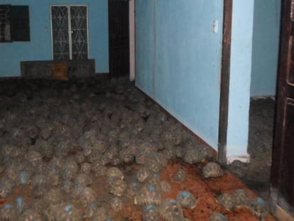 Tortugas encerradas en una casa en Madagascar.
