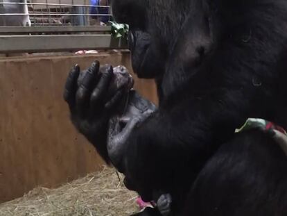 El emotivo parto de una gorila en un zoo