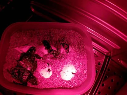 Eclosión de huevos de tortuga incubados en el Oceanográfico de Valencia.