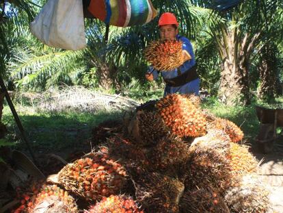 El aceite de palma mexicano quiere ser sostenible