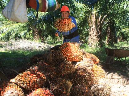 El aceite de palma mexicano quiere ser sostenible