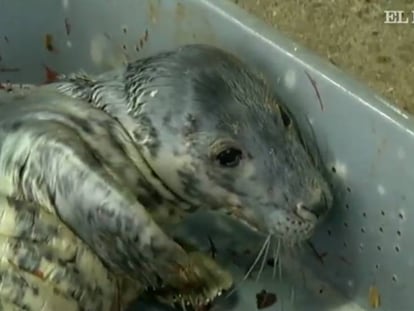 'Guardesiña', la foca que ha estado tres meses en Vigo recuperándose de sus problemas de salud, regresa al mar.
