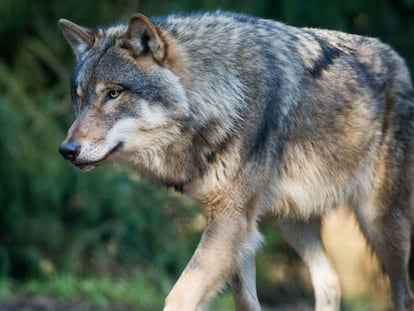 Un lobo pasea por el Wildpark Schorfheide, en Alemania. (Foto: Getty Images). En vídeo, el momento de la muerte del ejemplar.
