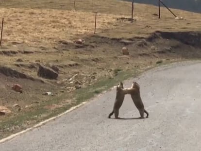 La pelea ‘callejera’ de dos marmotas en China