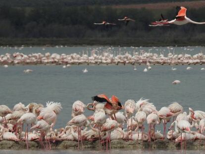 La población de flamencos se dispara en Fuente de Piedra tras las últimas lluvias