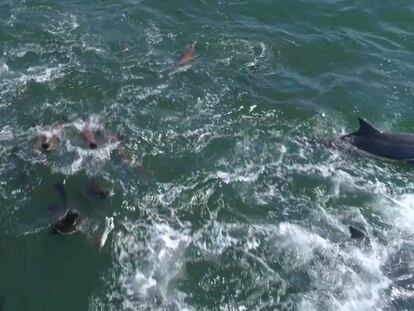 Momento en el que los delfines se acercan a la ballena.