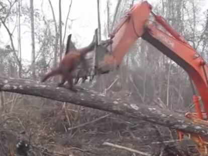 Un orangután frente a una excavadora en Indonesia.