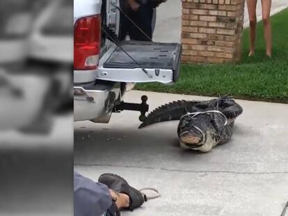 Un caimán noquea a su captor en un barrio residencial de Florida, EE UU.