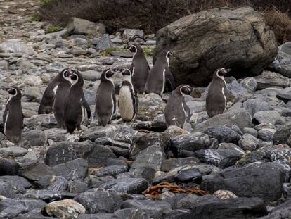 La Reserva Nacional Pingüino de Humboldt, último gran bastión de la especie.