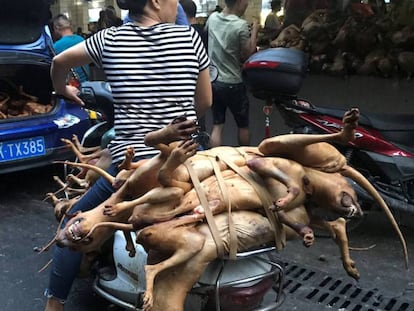 Varios carniceros con perros sacrificados en el mercado de Yulin, este jueves.