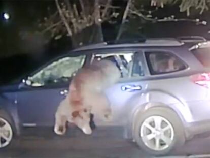 Un policía de California rompió el cristal para que el animal abandonara del vehículo.