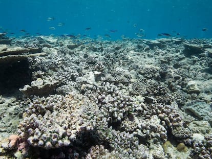 Arrecifes de coral en aguas poco profundas muertos por blanqueo de coral, una enfermedad relacionada con el cambio climático. Atolón Gaafu Alif, Maldivas. En vídeo, vídeo divulgativo del ARC Centre of Excellence Coral Reef Studies.