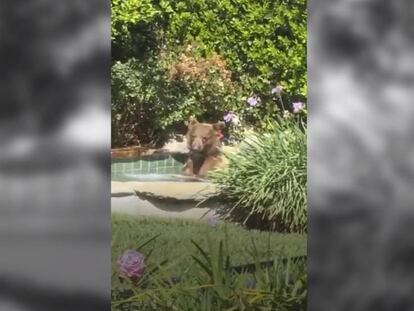Mark capturó el momento en el que el oso se divertía en el agua.