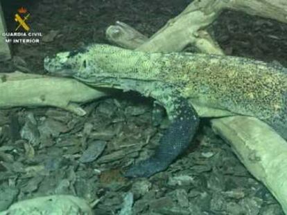 Operación de la Guardia Civil, en la que encuentran un dragón de Komodo en Barcelona.