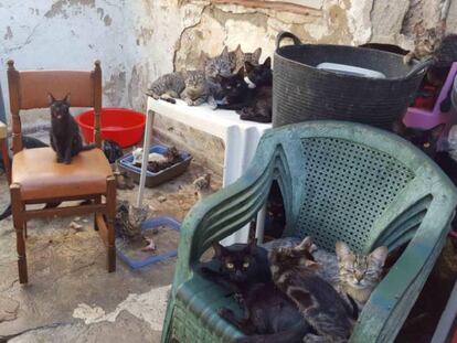 Algunos de los gatos rescatados en Málaga.