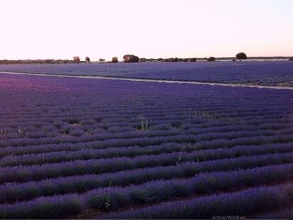 En vídeo, la floración de los campos de lavanda de Brihuega, en Guadalajara