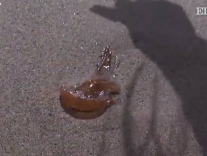 En vídeo, miles de medusas invaden la costa de Málaga (ATLAS)