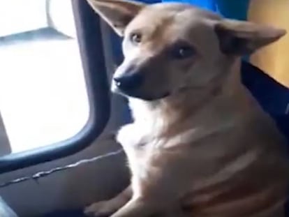 En vídeo, un conductor chileno protege a un perro de las bajas temperaturas