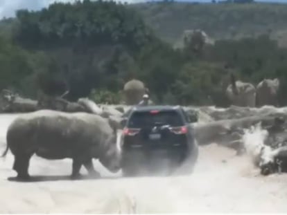 El momento en el que el rinoceronte embiste el coche.