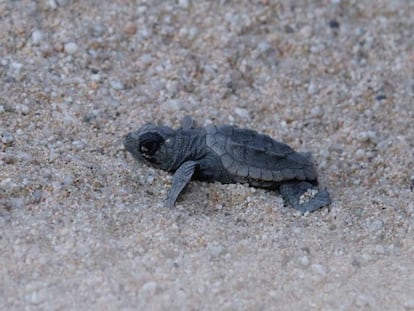 Una tortuga a Mataró.