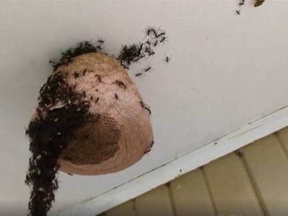 En vídeo, miles de hormigas crean un largo puente para alcanzar un panal con miel