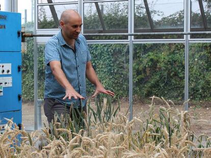 Cristobal Uauy, investigador del John Innes Center, es uno de los líderes del proyecto para secuenciar el genoma del trigo