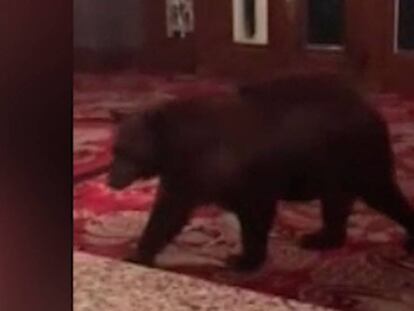 En vídeo, un oso se cuela en un hotel de Colorado y camina a sus anchas por la recepción del mismo