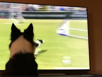 En vídeo, cómo reacciona una perra al ver, por televisión, el concurso que ha ganado