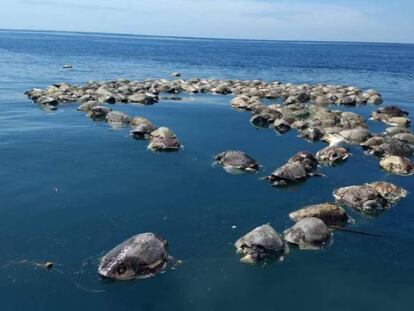 Algunas de las tortugas muertas flotan sobre las aguas del mar en Puerto Escondido, Oaxaca (México) este 28 de agosto de 2018.