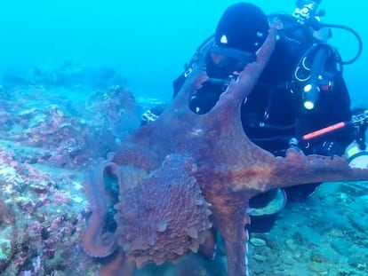 Un pulpo ataca a un buzo en las aguas del Krai de Primorie en Rusia.