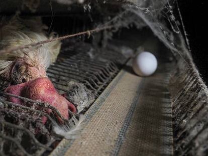 Imágenes cedidas por Igualdad Animal sobre las pésimas condiciones de una granja de gallinas ponedoras en Mantua.