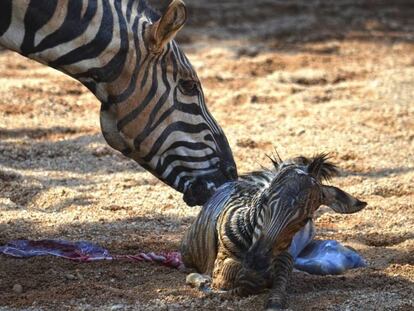 La cebra recién nacida justo antes de caer al agua en el Bioparc de Valencia. (BIOPARC)