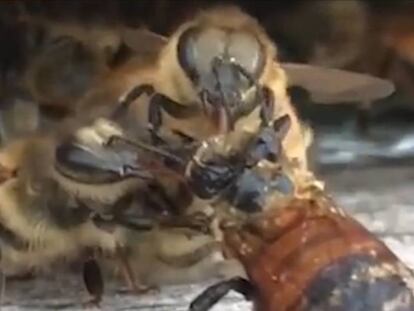 En vídeo, el momento en el que unas abejas limpian a su compañera tras caer en un depósito de miel