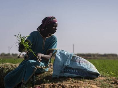 Matam, la ciudad senegalesa donde el río se seca y el hambre aumenta