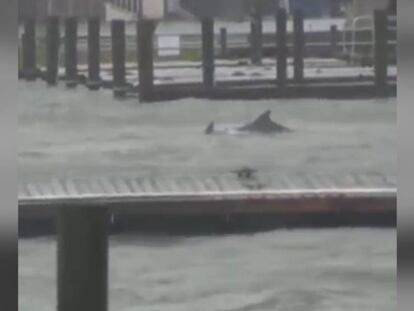 Varios delfines nadan en las calles de Carolina del Norte tras el paso de Florence