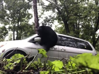 Una familia encuentra a un oso en el interior de su coche