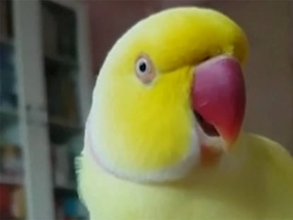 Haley, el perico amarillo que dice que es una banana