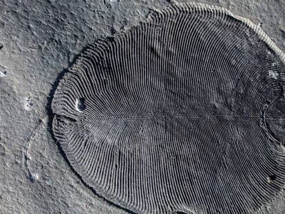 ‘Dickinsonia’, el animal más antiguo que se conoce