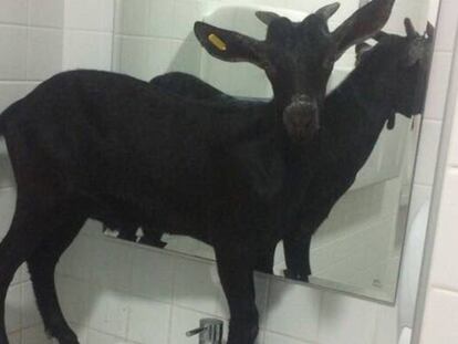 En vídeo, una cabra se cuela en el hospital La Fe de Valencia