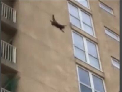 Un mapache se lanza desde un noveno piso en Nueva Jersey.