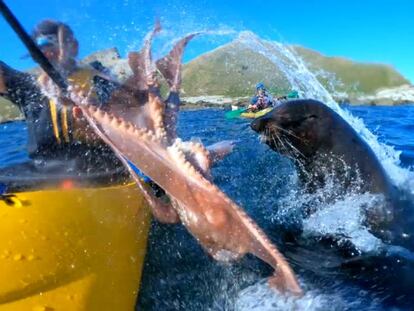 Una foca lanza un pulpo a la cara de un kayakista