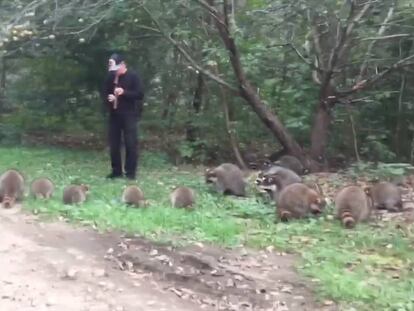 Eddy Lawrence rodeado de mapaches en un bosque en el estado de Nueva York.