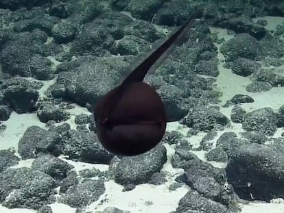 Un pez pelícano en el fondo de la costa hawaiana.